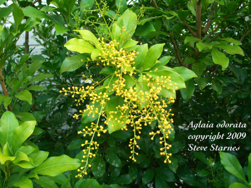 Hawaiin Tropical Plant Nursery: Ornament Tree & Shrub Plants