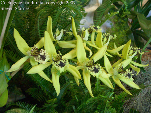 http://www.hawaiiantropicalplants.com/PHOTOS/Coelogyne_pandurata.jpg