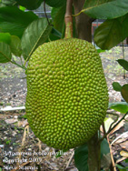 Artocarpus heterophyllus, jakfruit