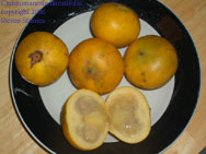 Campomanesia lineatifolia, perfume guava