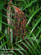 Chamaedorea hooperiana