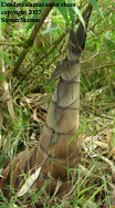 Dendrocalamus asper, Indonesian clone