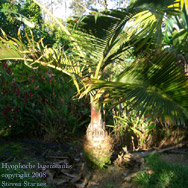 Hyophorbe lagenicaulis, bottle palm