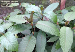 Mitragyna speciosa, kratom