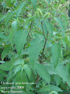 Ocimum gratissimum, vana tulsi