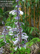 Salvia divinorum