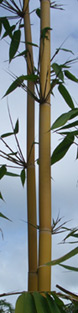 Schizostachyum brachycladum, Balinese Sacred Bamboo